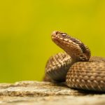 Snake pee could help treat kidney stones and gout, study finds