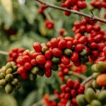 This berry could help prevent cancer, obesity, diabetes