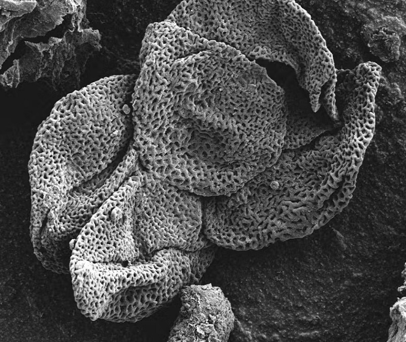 Sorry! Image not available at this time