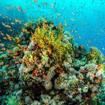 Coral reefs have helped stabilize Earth’s climate for 250 million years, new study shows
