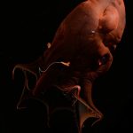 How a deep-sea ‘vampire’ helped solve a 300-million-year evolution mystery