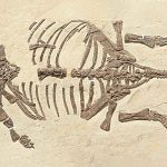 Scientists discover the youngest armored dinosaur ever found