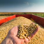 Soybean oil may trigger obesity, study shows