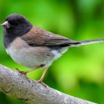 When humans disappeared, these birds evolved different beaks