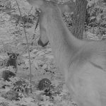 Why city raccoons rarely cross the road