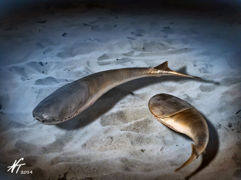 Sorry! Image not available at this time