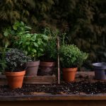 7 powerful herbs that may help lower blood pressure naturally