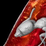 A 40-million-year-old ant hidden in Goethe’s amber still has stories to tell