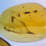 Ancient amber reveals how ants lived and interacted in the age of dinosaurs