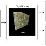 Ancient eggshell engravings reveal early humans’ surprising math skills
