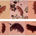 Can Martian soil kill Earth microbes? Water bears reveal surprising clues
