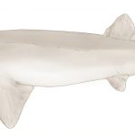 How an ancient ocean floor turned Arkansas into a shark foss treasure