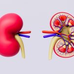 Poor kidney function may skew Alzheimer’s blood test results, study warns