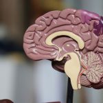 Scientists discover why some brain cells resist Alzheimer’s Disease