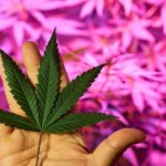 How low-dose cannabis and a common painkiller may help treat Alzheimer’s