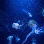 What an ancient jellyfish can teach us about the evolution of sleep