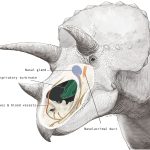 Why Triceratops had a giant nose: New study reveals its hidden purpose