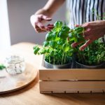 7 natural herbs that may help lower blood pressure, backed by science