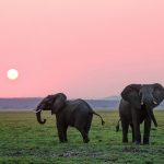 Elephants steer clear of humans much more than other wildlife, study finds