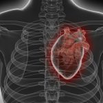 The heart may be attacking itself in heart failure, study finds