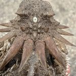 How a 600-million-year-old one-eyed creature shaped human sight