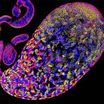 Scientists discover how “selfish” genes kill rival sperm to cheat evolution