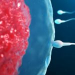 Scientists discover why human sperm may struggle in space