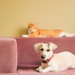 Why your dog tries to help and your cat just watches