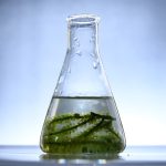 Seaweed could heal wounds naturally, study finds