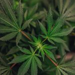 Could Medical Cannabis Help People Finally Sleep Better?