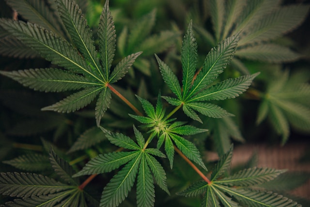 knowridge.com - Knowridge - Could Medical Cannabis Help People Finally Sleep Better?
