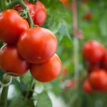 Could a Tomato-Soy Juice Help Fight Chronic Inflammation?