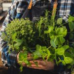 These Common Herbs May Help Lower Blood Pressure