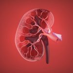 Hidden Kidney-Protecting Gene Could Transform Treatment for Chronic Kidney Disease