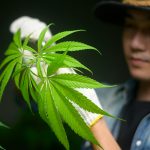 Could Marijuana Raise the Risk of Death from High Blood Pressure?