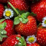 Could a Daily Bowl of Strawberries Help Prevent Alzheimer’s?
