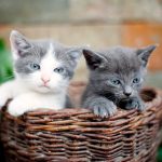 Study Finds Surprising Link Between Cats and Cancer in Human