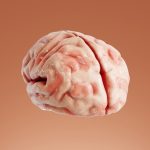 Stanford Scientists Find a Possible Root Cause of Brain Aging