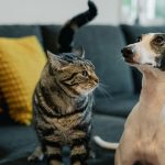 Do Cats and Dogs Really Help Us Feel Better?
