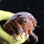 How a giant deep-sea creature can survive more than five years without eating