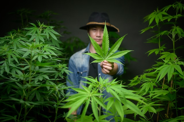 knowridge.com - Knowridge - Scientists Uncover Hidden Healing Compounds in Cannabis Leaves