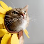 Scientists Find a Surprising Link Between Cats and Human Cancers