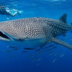 Cameras attached to whale sharks capture krill chases never witnessed before