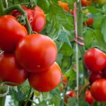 New Low-Cost Leaf Spray Helps Tomatoes Thrive in Salty Soil, Study Finds