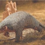Scientists discover a new pangolin species hidden in the Himalayas for nearly 200 years