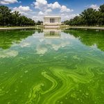 Why the Lincoln Memorial Reflecting Pool turned green—and why it matters for America’s drinking water