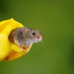 Why humans and mice smell the world in nearly the same way