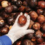 This Plant Oil Fat Linked to Cancer Spread