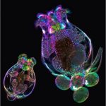 A Mother’s Age May Leave a Molecular Memory in Her Children