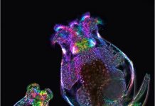 A Mother’s Age May Leave a Molecular Memory in Her Children